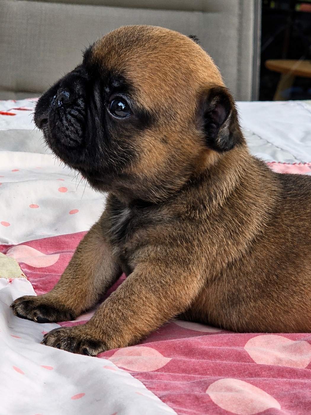 Des éclats De Cassiopée - Chiots disponibles - Bouledogue français
