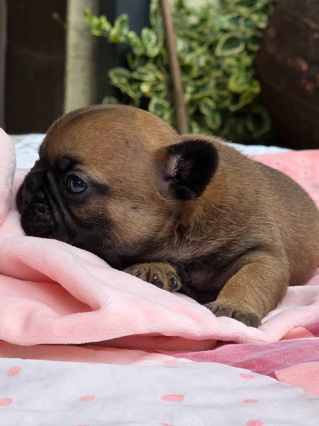 Des éclats De Cassiopée - Chiots disponibles - Bouledogue français