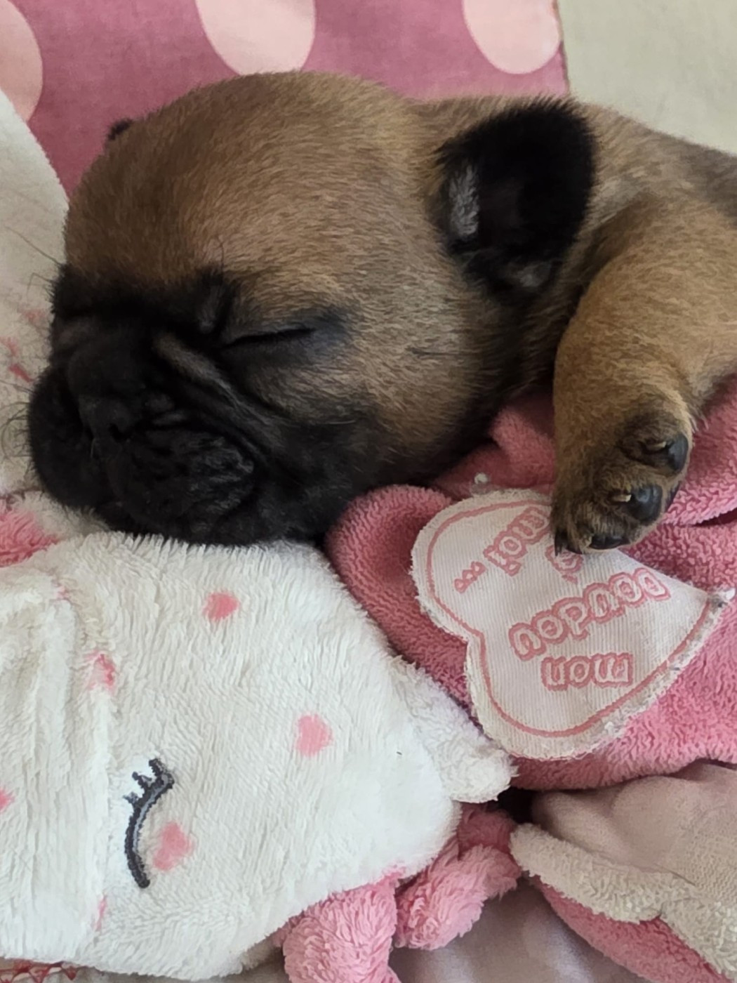 Des éclats De Cassiopée - Chiots disponibles - Bouledogue français