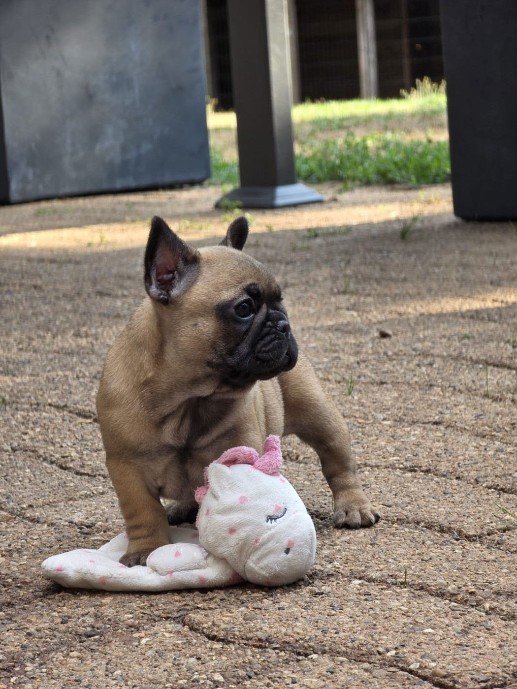 Des éclats De Cassiopée - Chiots disponibles - Bouledogue français