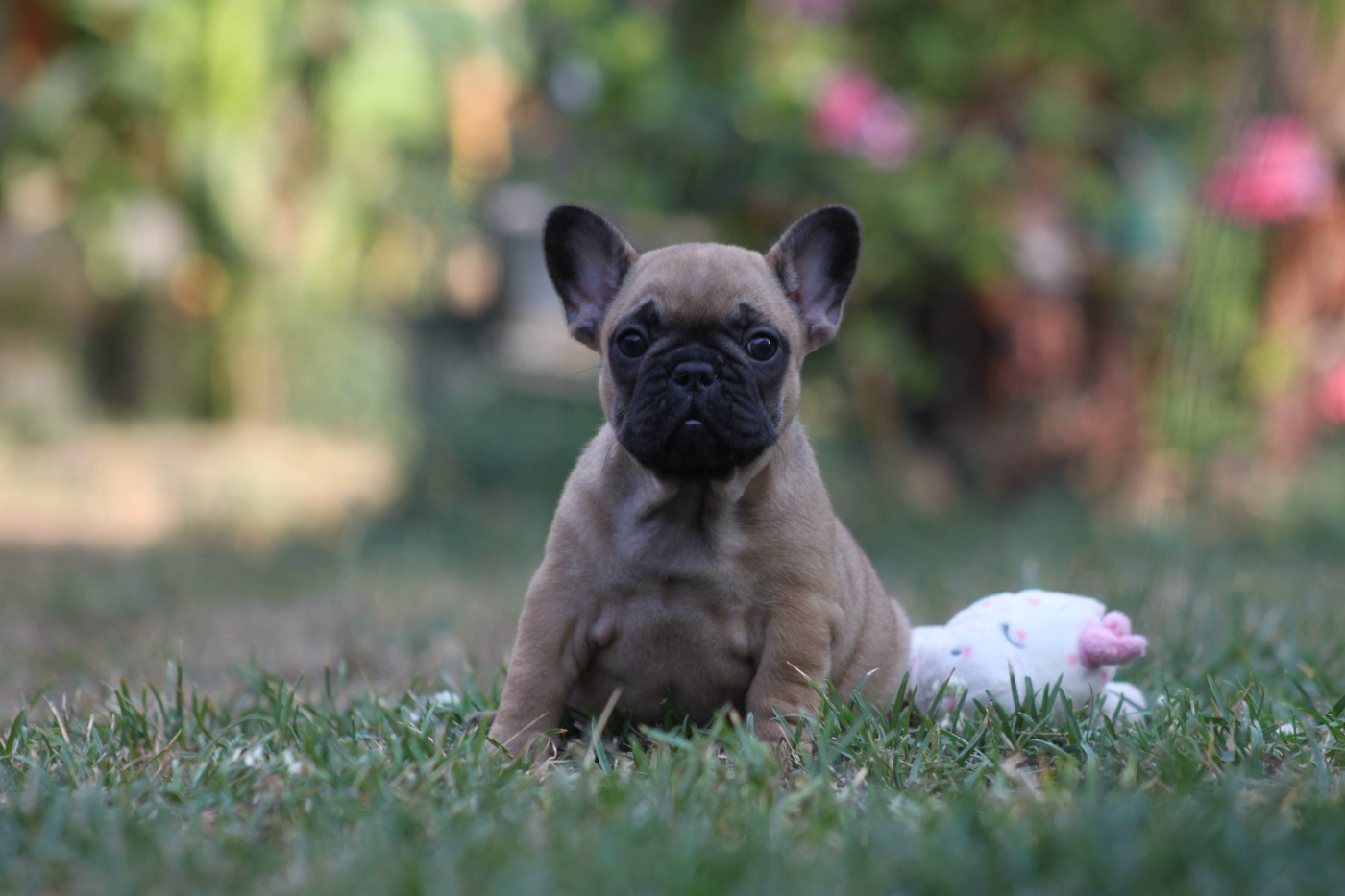 Des éclats De Cassiopée - Chiots disponibles - Bouledogue français