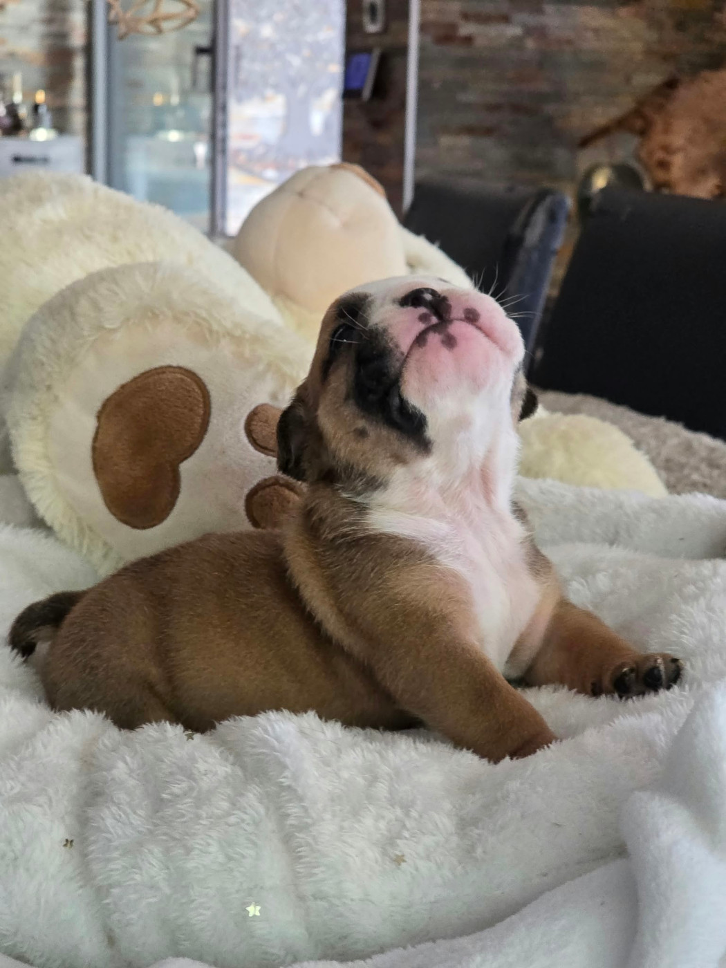 Des éclats De Cassiopée - Chiots disponibles - Bulldog Anglais