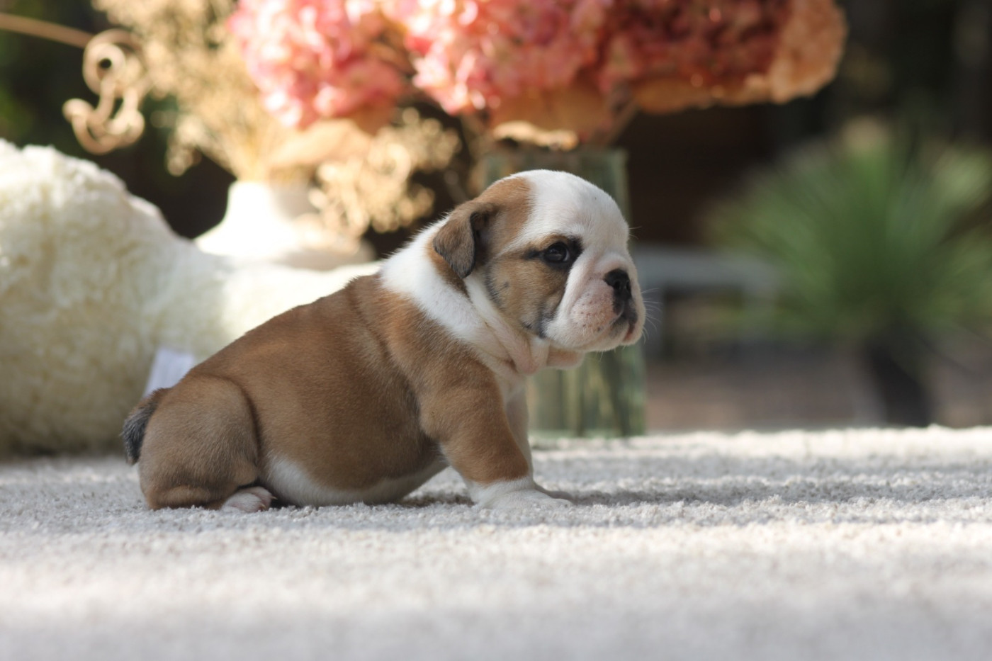 Des éclats De Cassiopée - Chiots disponibles - Bulldog Anglais