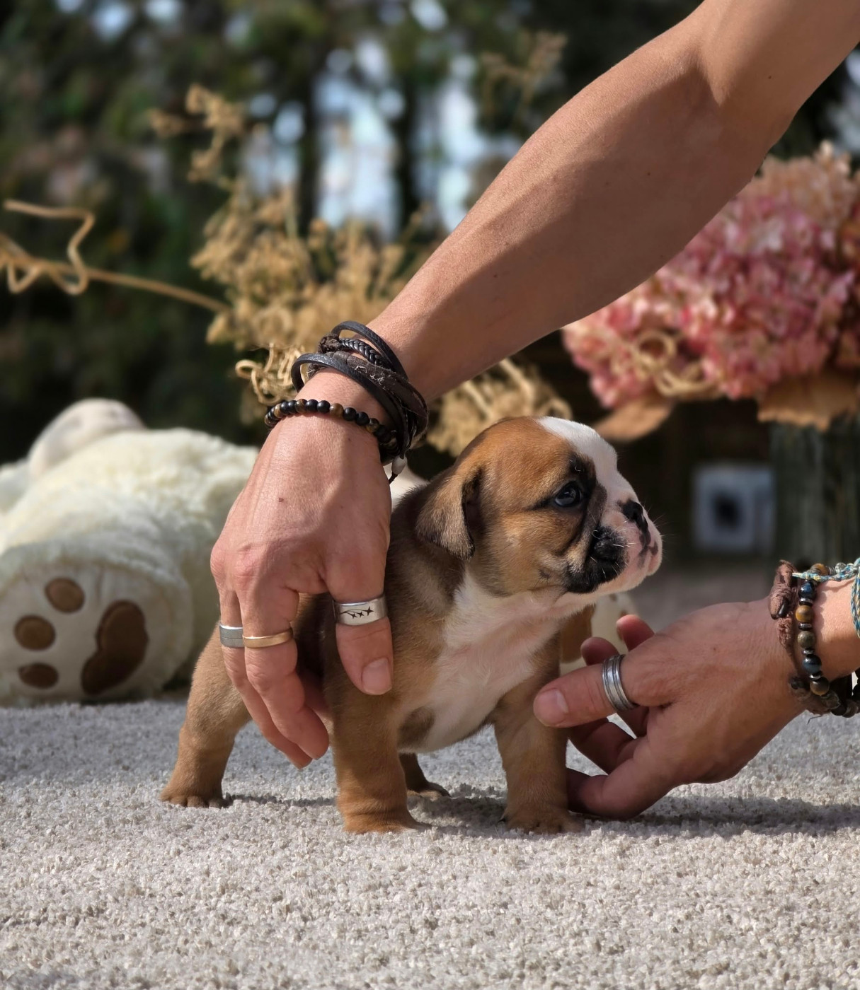Des éclats De Cassiopée - Chiots disponibles - Bulldog Anglais