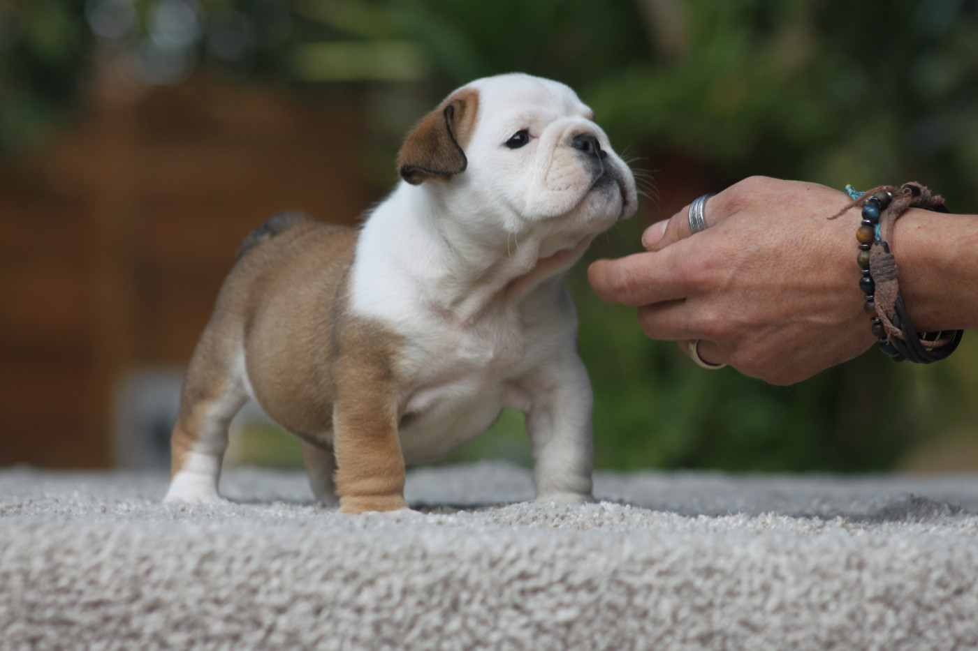 Des éclats De Cassiopée - Chiots disponibles - Bulldog Anglais