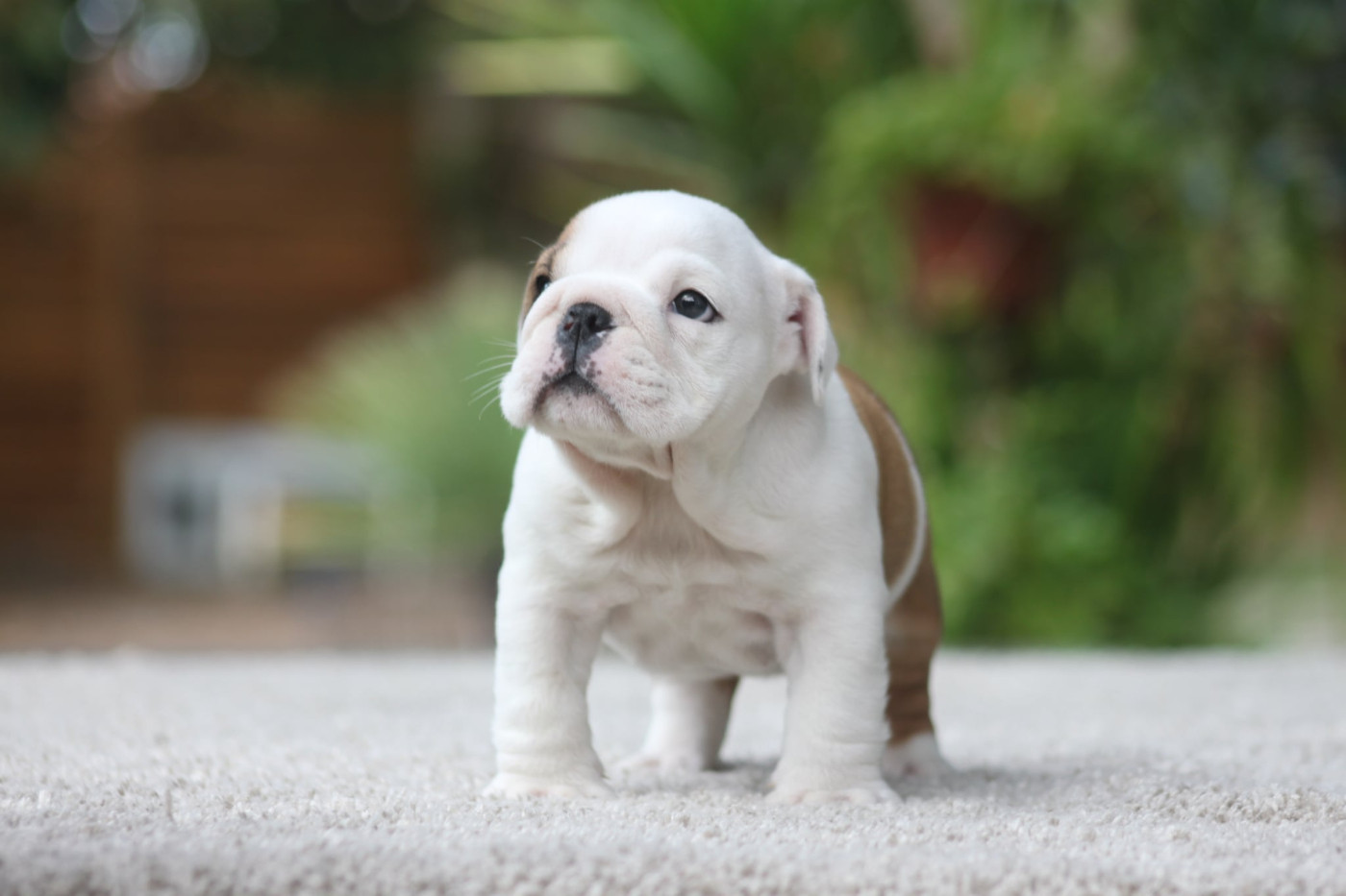 Des éclats De Cassiopée - Chiots disponibles - Bulldog Anglais