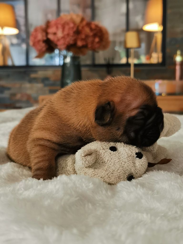 Des éclats De Cassiopée - Chiots disponibles - Bouledogue français