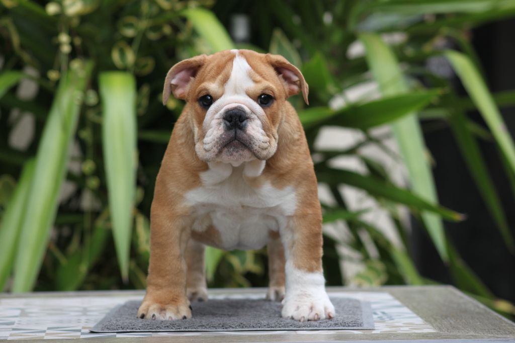 Des éclats De Cassiopée - Chiots disponibles - Bulldog Anglais