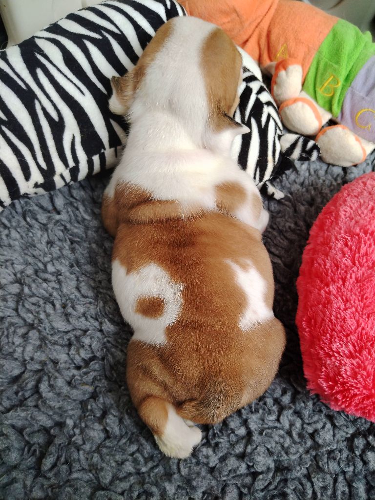 Des éclats De Cassiopée - Chiots disponibles - Bulldog Anglais