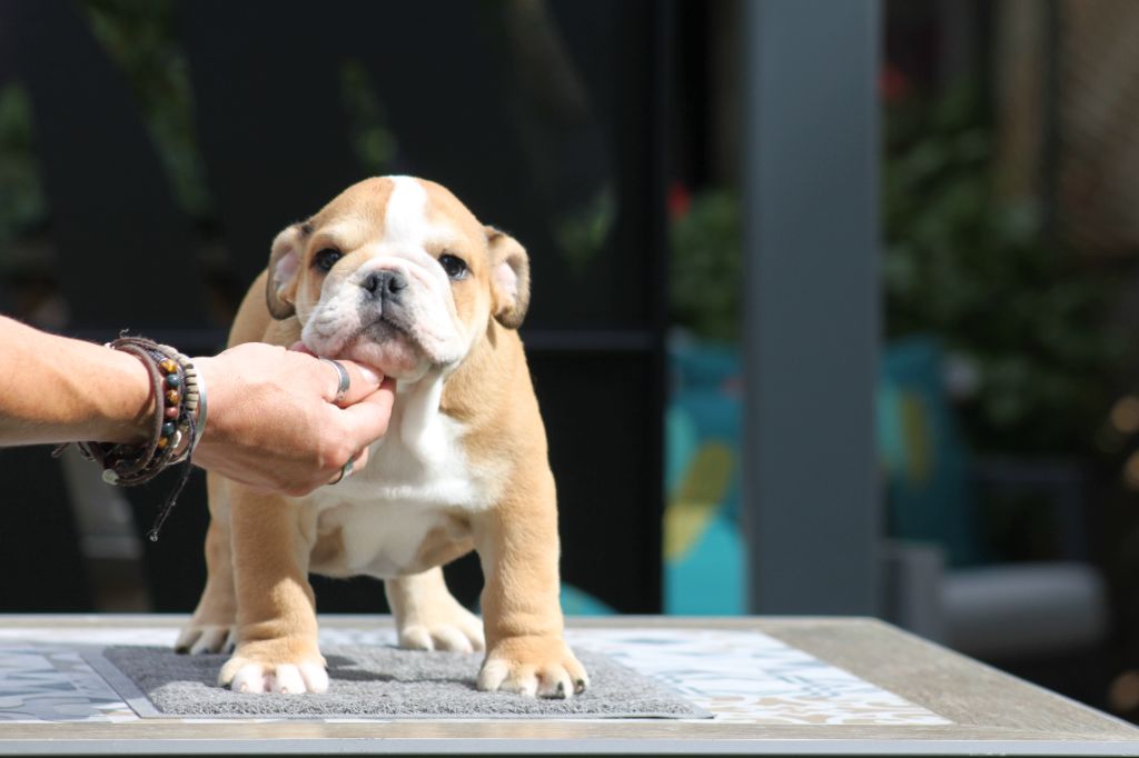 Des éclats De Cassiopée - Chiots disponibles - Bulldog Anglais