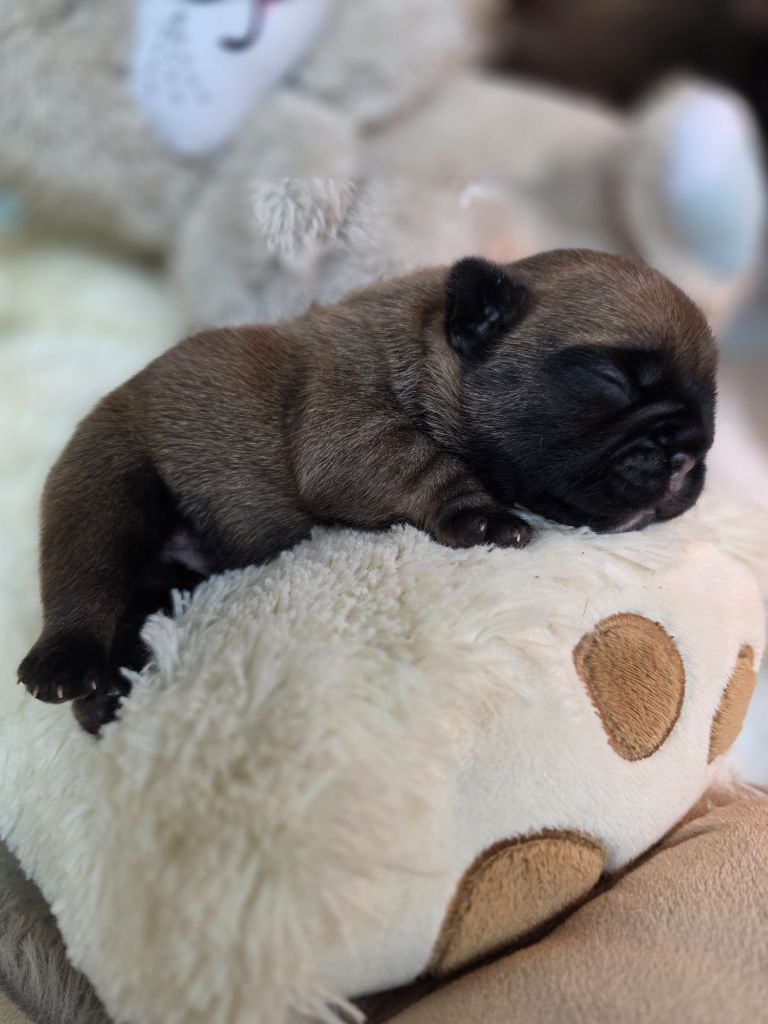 Des éclats De Cassiopée - Chiots disponibles - Bouledogue français