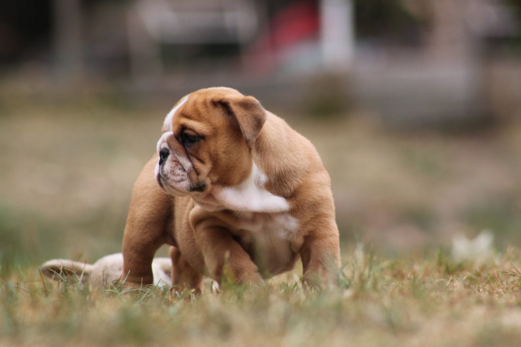 Des éclats De Cassiopée - Chiots disponibles - Bulldog Anglais