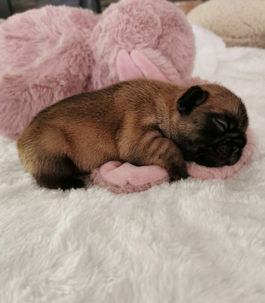 Des éclats De Cassiopée - Chiots disponibles - Bouledogue français