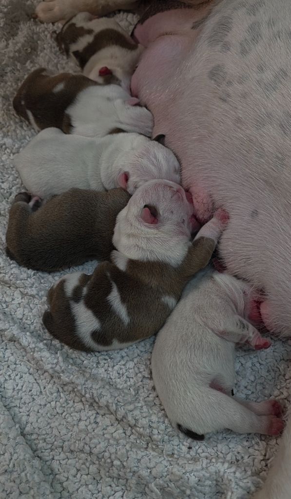 Des éclats De Cassiopée - Chiots disponibles - Bulldog Anglais