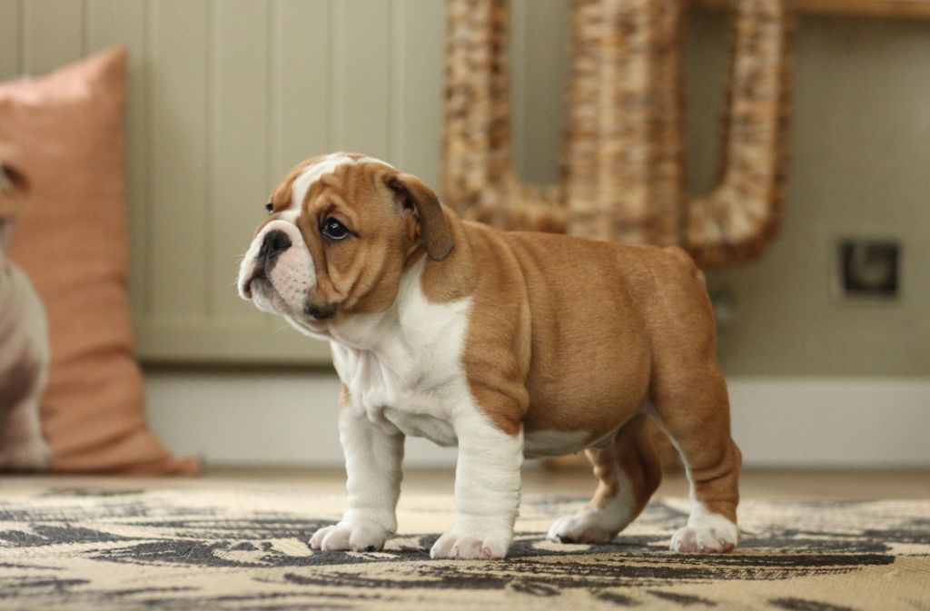 Des éclats De Cassiopée - Chiots disponibles - Bulldog Anglais