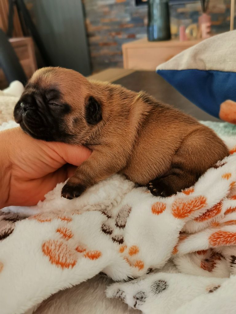 Des éclats De Cassiopée - Chiots disponibles - Bouledogue français