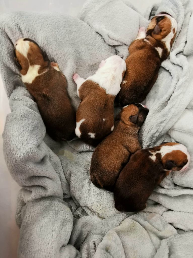 Des éclats De Cassiopée - Chiots disponibles - Bulldog Anglais