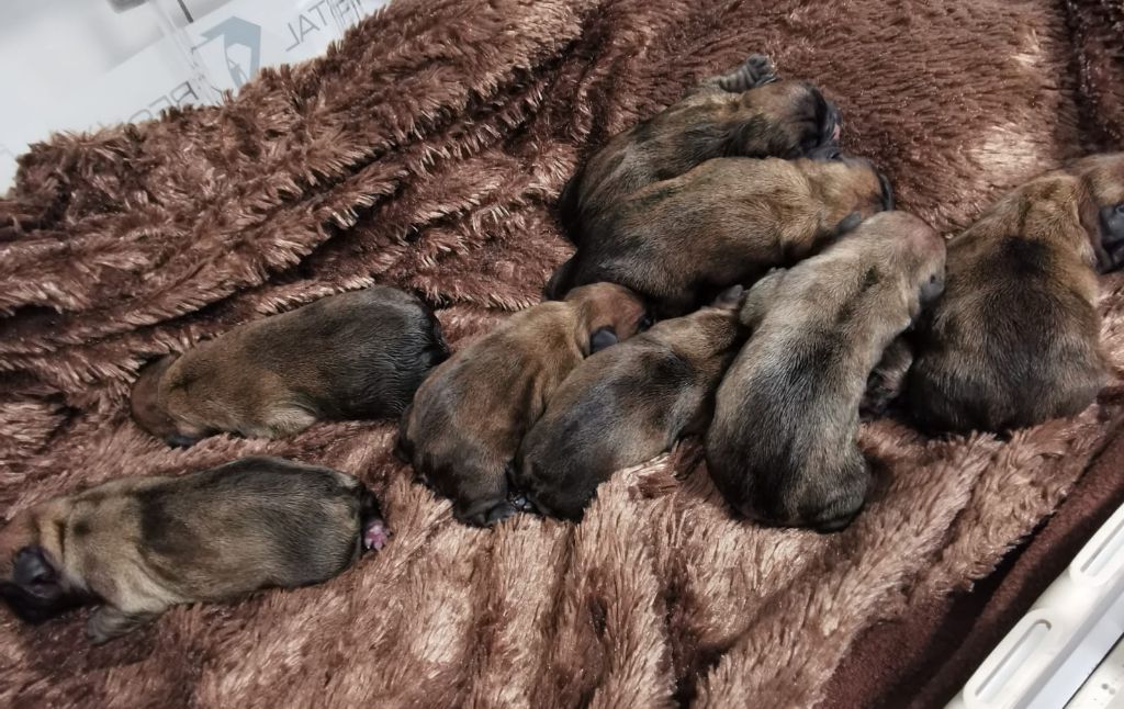 Chiot Bouledogue français Des éclats De Cassiopée