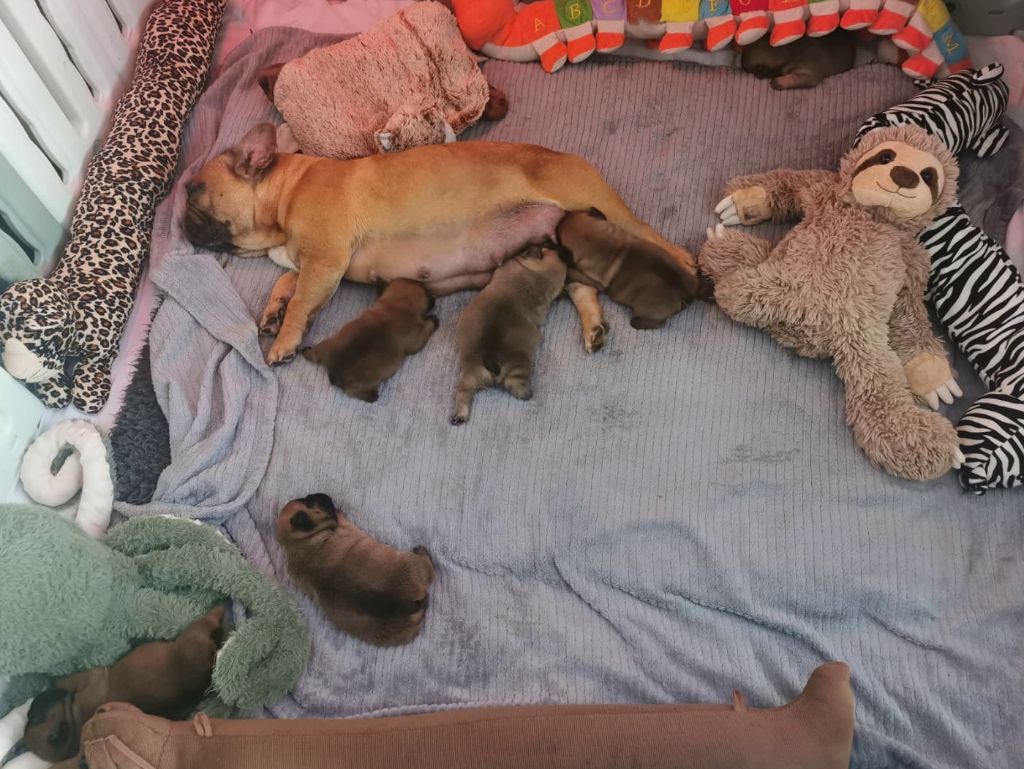 Chiot Bouledogue français Des éclats De Cassiopée