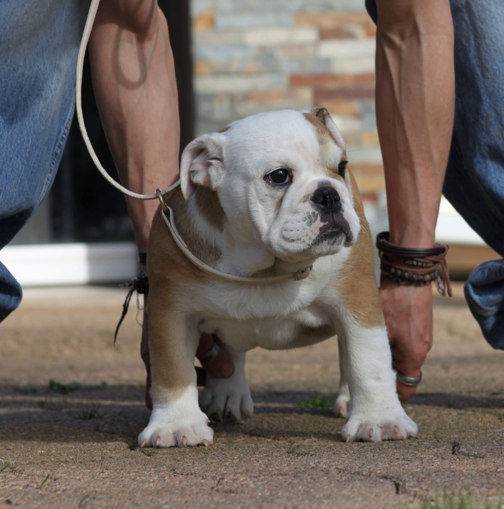 Des éclats De Cassiopée - Chiots disponibles - Bulldog Anglais