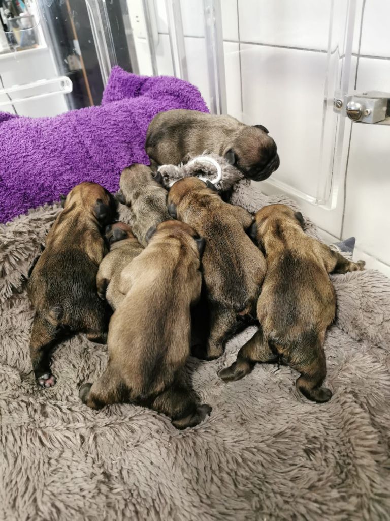 Chiot Bouledogue français Des éclats De Cassiopée