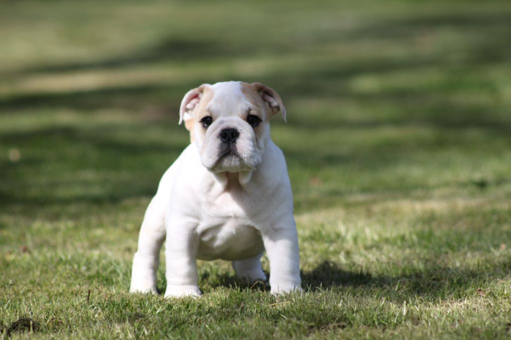 Des éclats De Cassiopée - Chiots disponibles - Bulldog Anglais