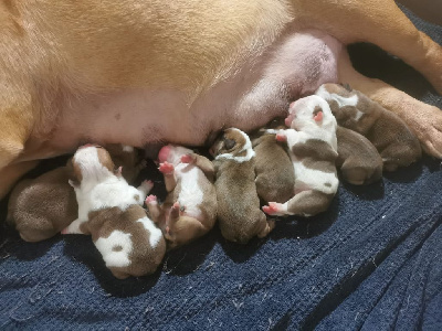 CHIOT