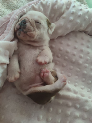 ARYA