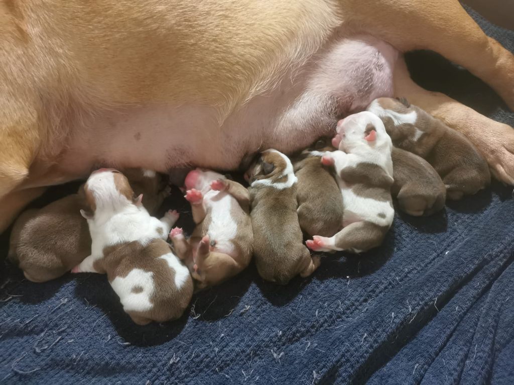Des éclats De Cassiopée - Chiots disponibles - Bulldog Anglais