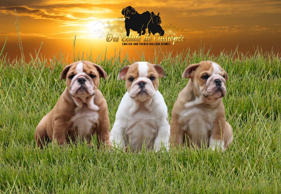 Des éclats De Cassiopée - Chiots disponibles - Bulldog Anglais