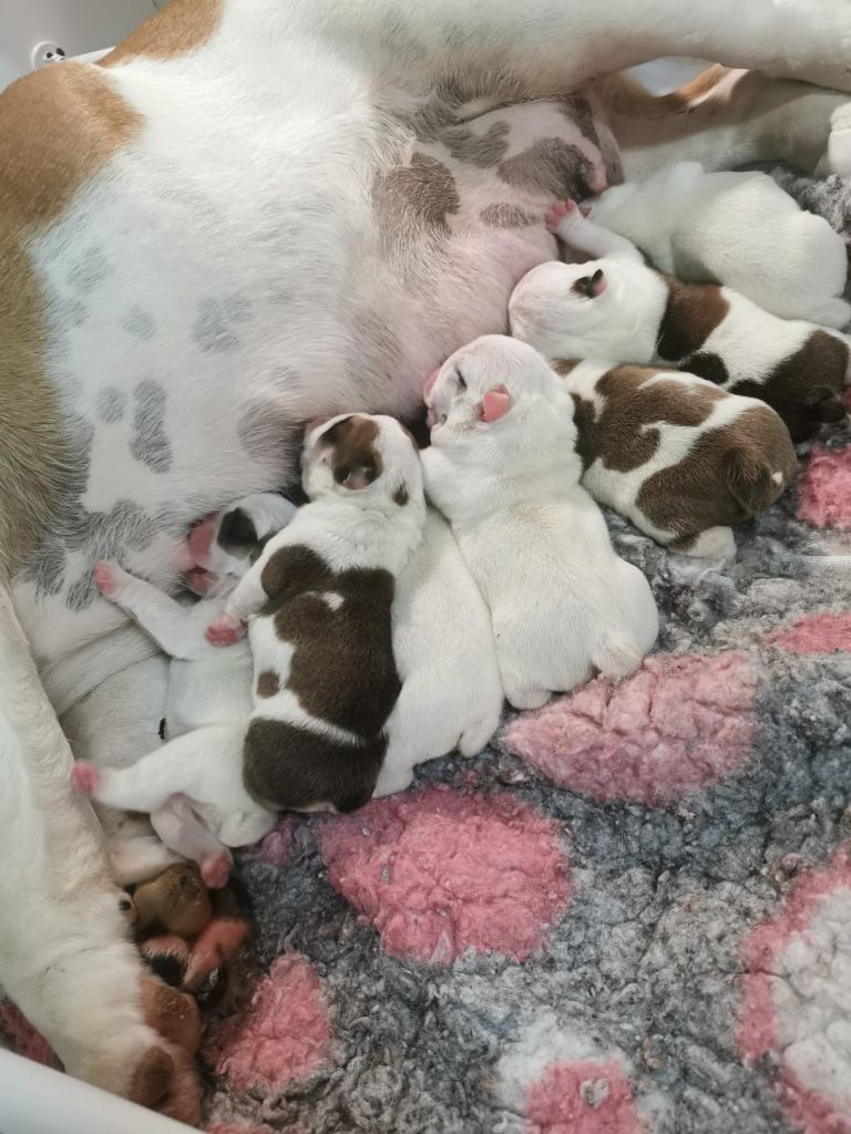 Chiot Bulldog Anglais Des éclats De Cassiopée