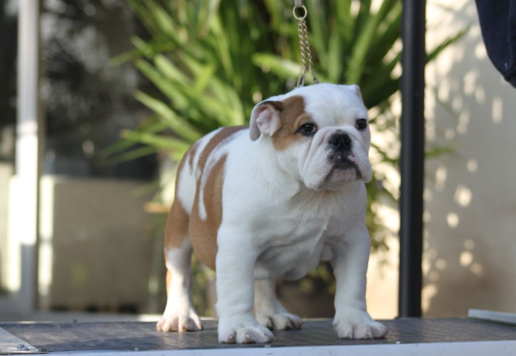 Des éclats De Cassiopée - Chiots disponibles - Bulldog Anglais