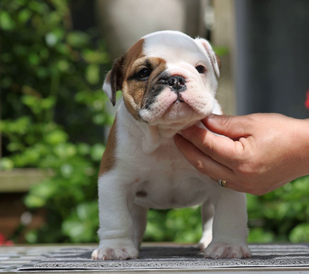 Des éclats De Cassiopée - Chiots disponibles - Bulldog Anglais