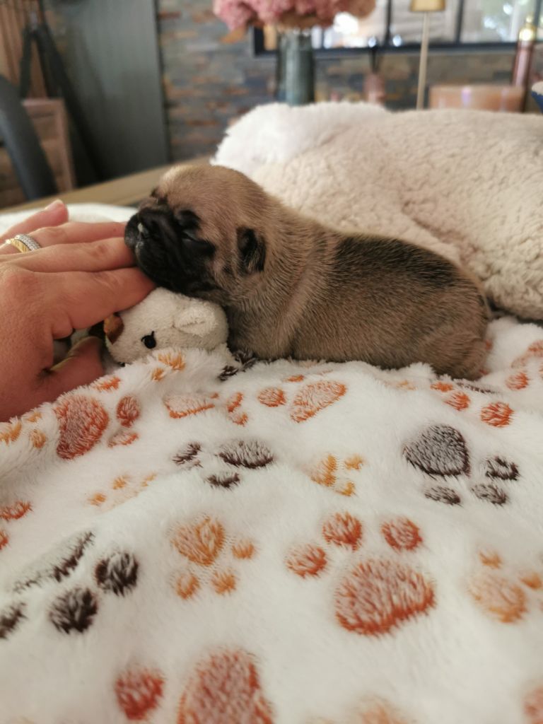 Des éclats De Cassiopée - Chiots disponibles - Bouledogue français