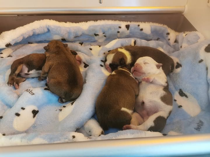 Des éclats De Cassiopée - Bulldog Anglais - Portée née le 14/06/2025