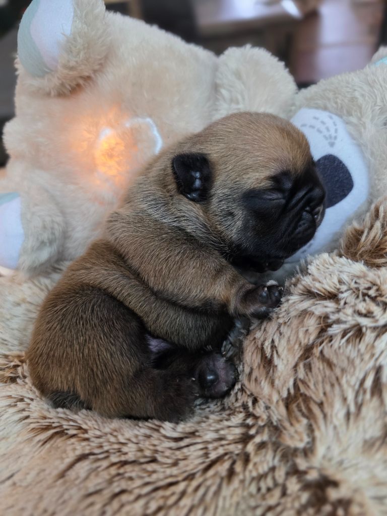 Des éclats De Cassiopée - Chiots disponibles - Bouledogue français