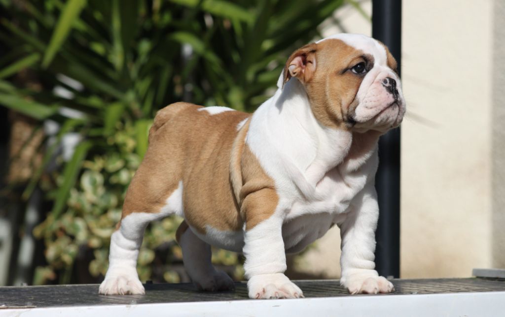 Des éclats De Cassiopée - Chiots disponibles - Bulldog Anglais