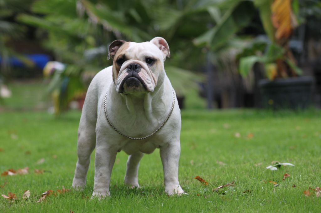Des éclats De Cassiopée - Chiots disponibles - Bulldog Anglais
