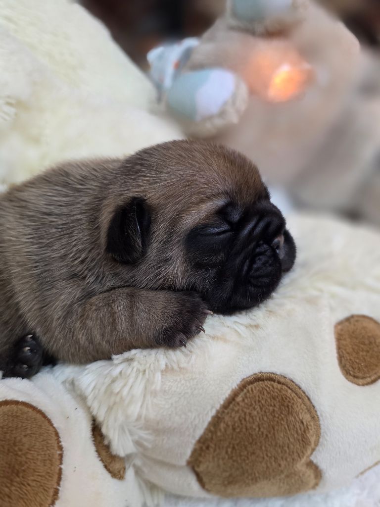 Des éclats De Cassiopée - Chiots disponibles - Bouledogue français
