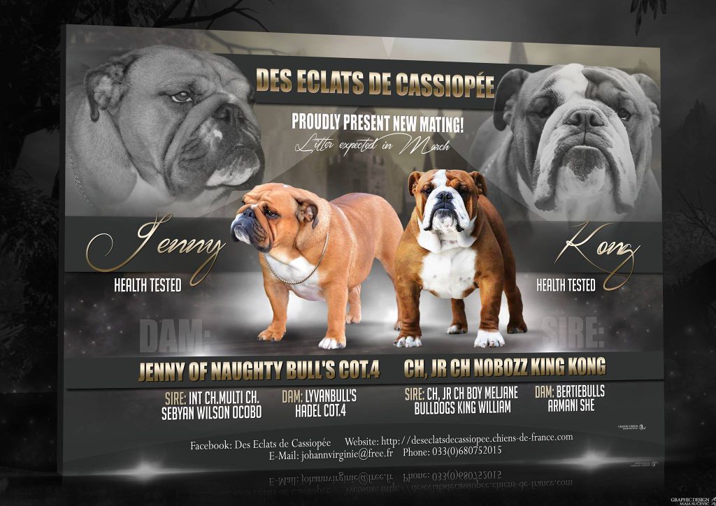 Chiot Bulldog Anglais Des éclats De Cassiopée