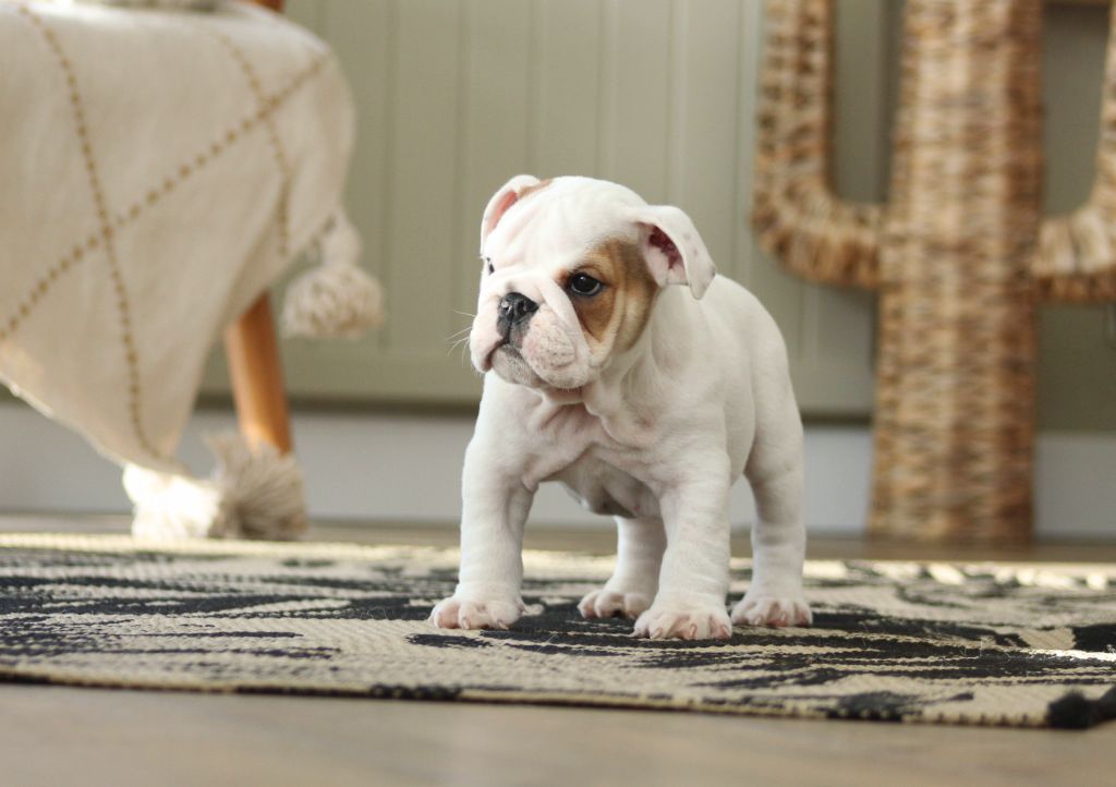 Des éclats De Cassiopée - Chiots disponibles - Bulldog Anglais