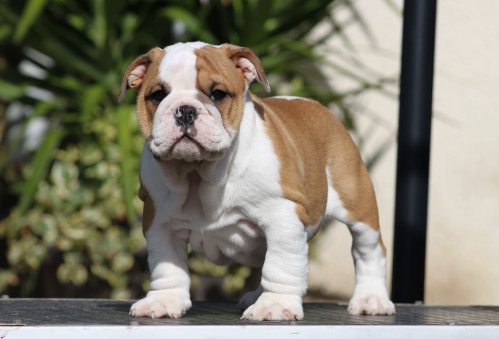 Des éclats De Cassiopée - Chiots disponibles - Bulldog Anglais