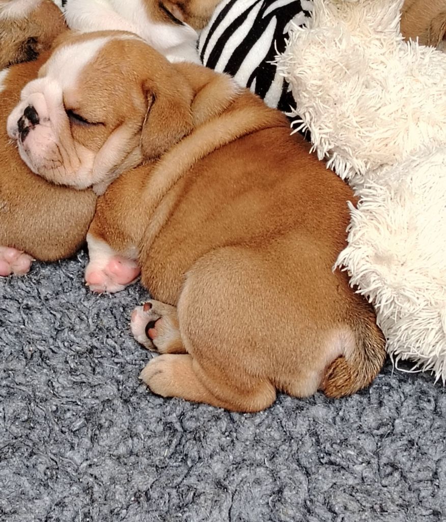 Des éclats De Cassiopée - Chiots disponibles - Bulldog Anglais