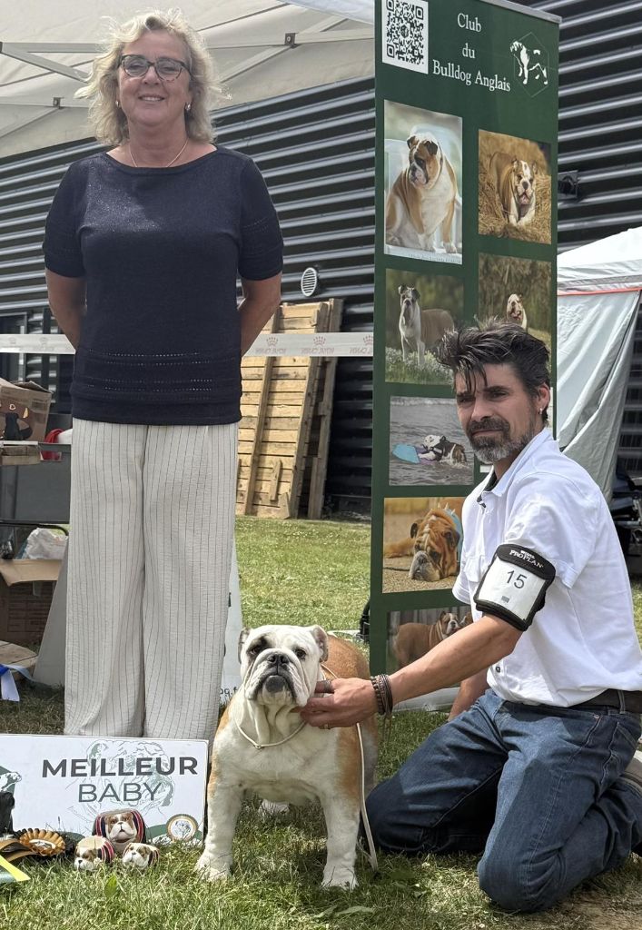 Des éclats De Cassiopée - Bulldog Anglais - Portée née le 25/12/2024