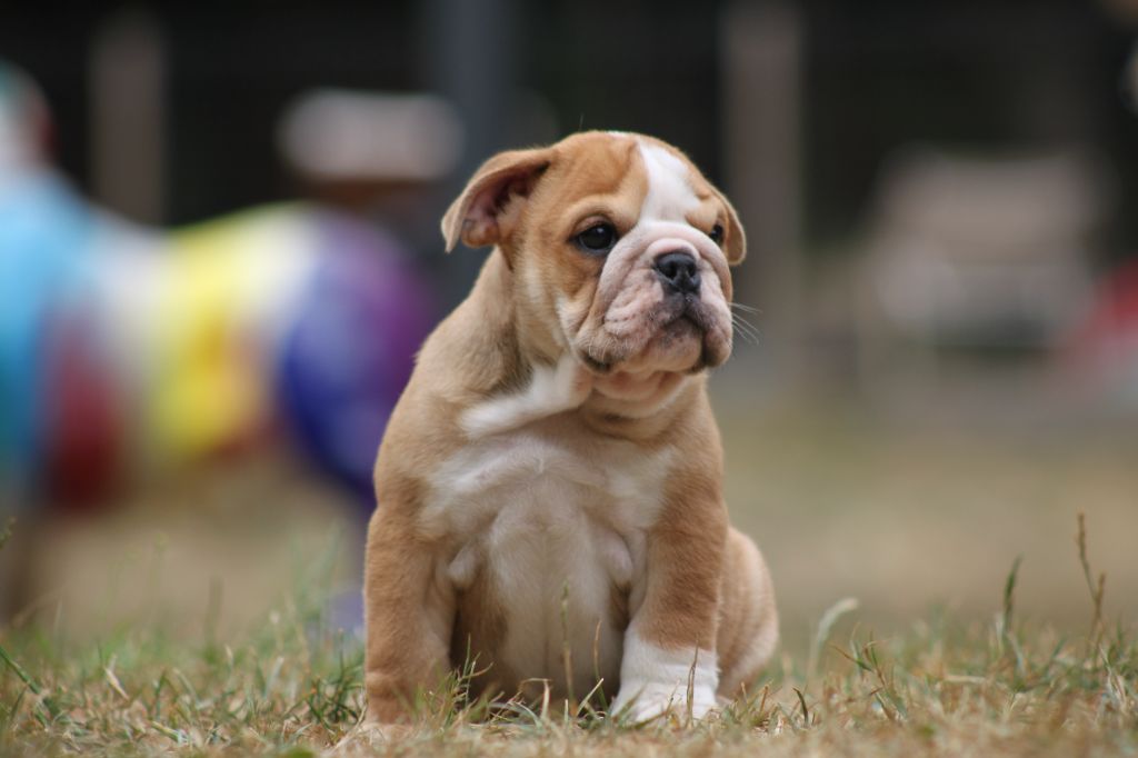 Des éclats De Cassiopée - Chiots disponibles - Bulldog Anglais