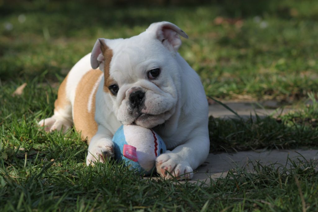 Chiot Bulldog Anglais Des éclats De Cassiopée