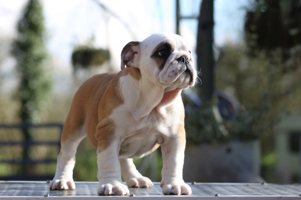 Des éclats De Cassiopée - Chiots disponibles - Bulldog Anglais