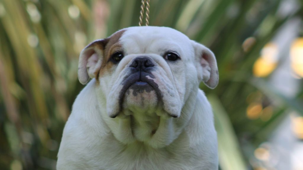 Des éclats De Cassiopée - Chiots disponibles - Bulldog Anglais